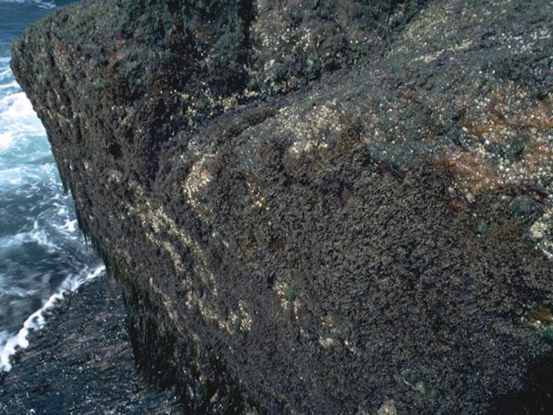 Mastocarpus stellatus and Chondrus crispus on very exposed to moderately exposed lower eulittoral rock