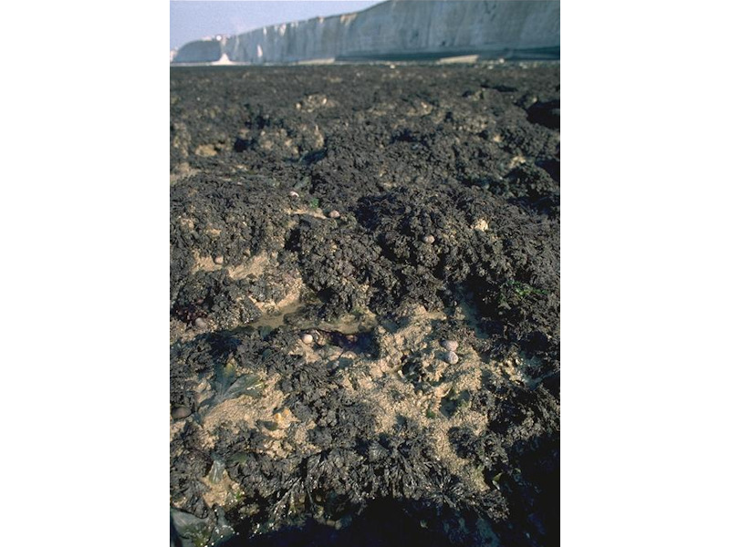 Modal: <em>Osmundea pinnatifida</em> on moderately exposed mid eulittoral rock