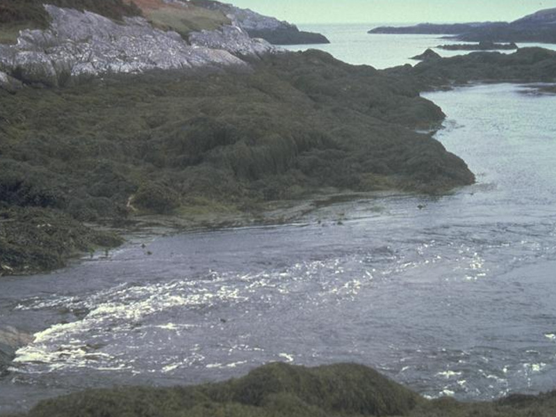 Modal: <em>Ascophyllum nodosum</em>, sponges and ascidians on tide-swept mid eulittoral rock