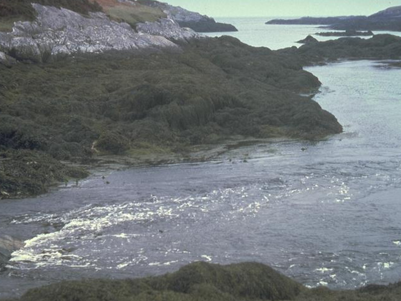 Ascophyllum nodosum, sponges and ascidians on tide-swept mid eulittoral rock