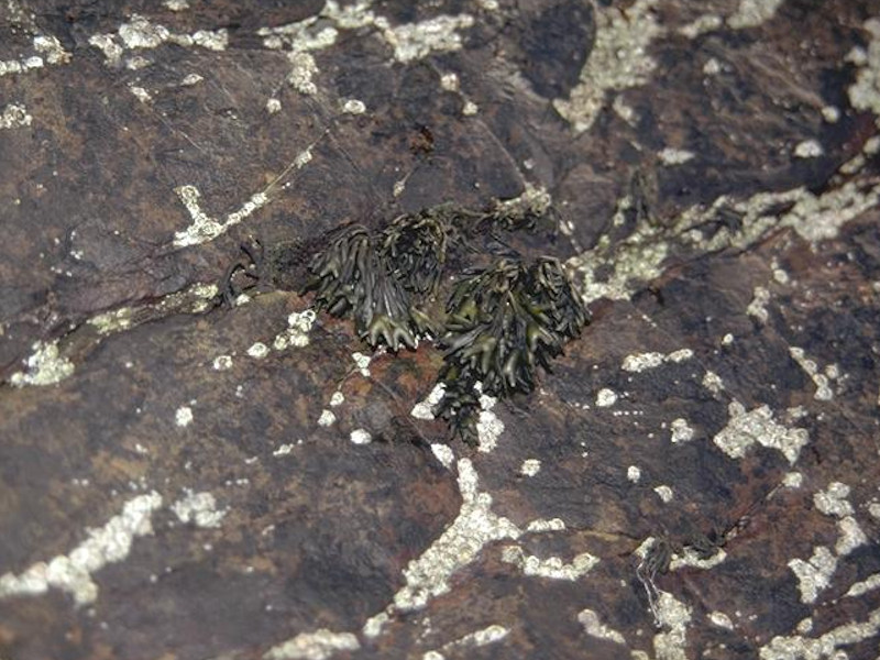 Pelvetia canaliculata and barnacles on moderately exposed littoral fringe rock