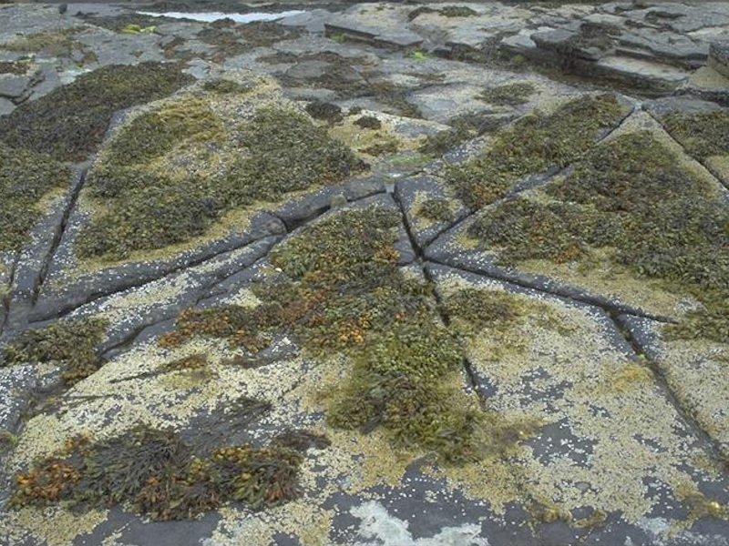 Fucus spiralis on exposed to moderately exposed upper eulittoral rock