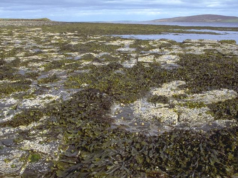 Fucus vesiculosus and barnacle mosaics on moderately exposed mid eulittoral rock