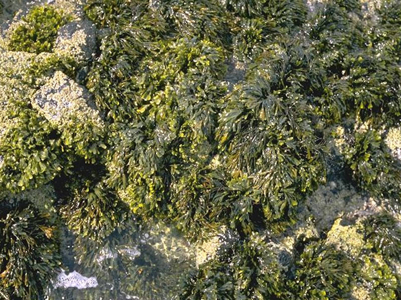 Fucus vesiculosus and barnacle mosaics on moderately exposed mid eulittoral rock