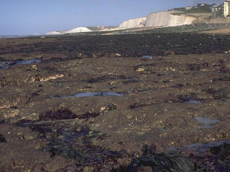 Fucus serratus and red seaweeds on moderately exposed lower eulittoral rock