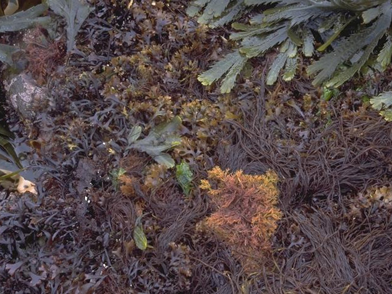 Fucus serratus and red seaweeds on moderately exposed lower eulittoral rock