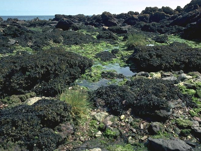 Pelvetia canaliculata on sheltered littoral fringe rock