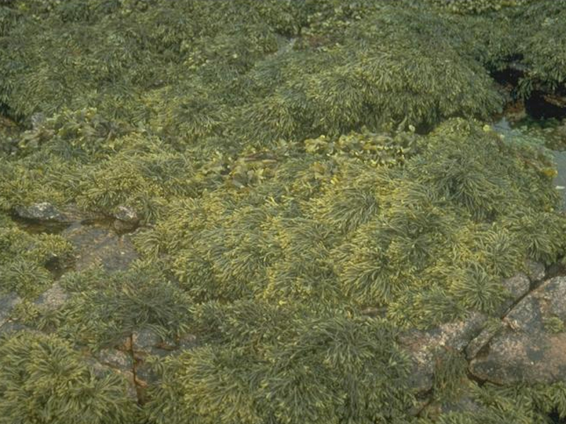 Pelvetia canaliculata on sheltered littoral fringe rock