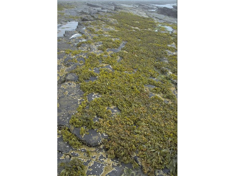 Fucus spiralis on full salinity sheltered upper eulittoral rock