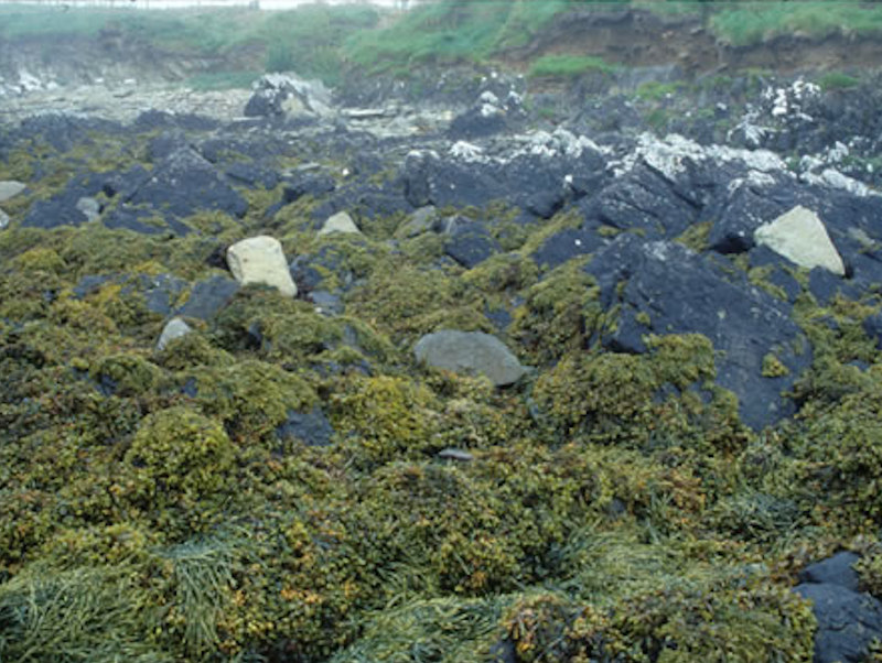 Fucus spiralis on full salinity sheltered upper eulittoral rock