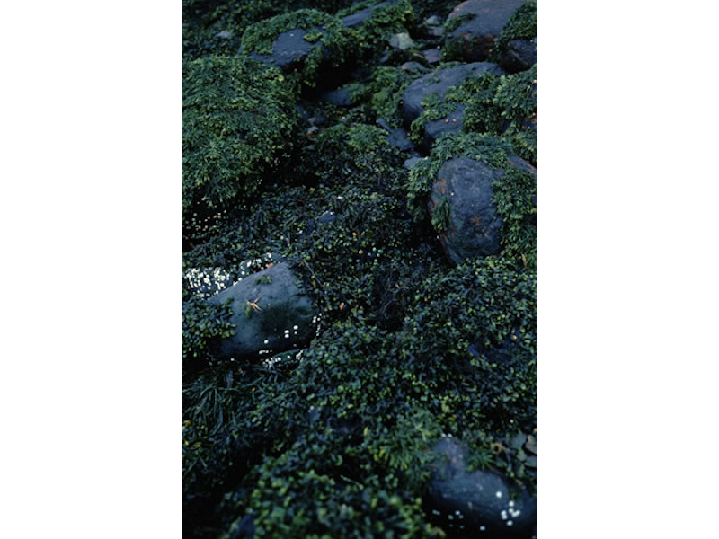 Fucus spiralis on full salinity sheltered upper eulittoral rock