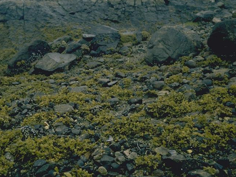 Fucus spiralis on full salinity upper eulittoral mixed substrata