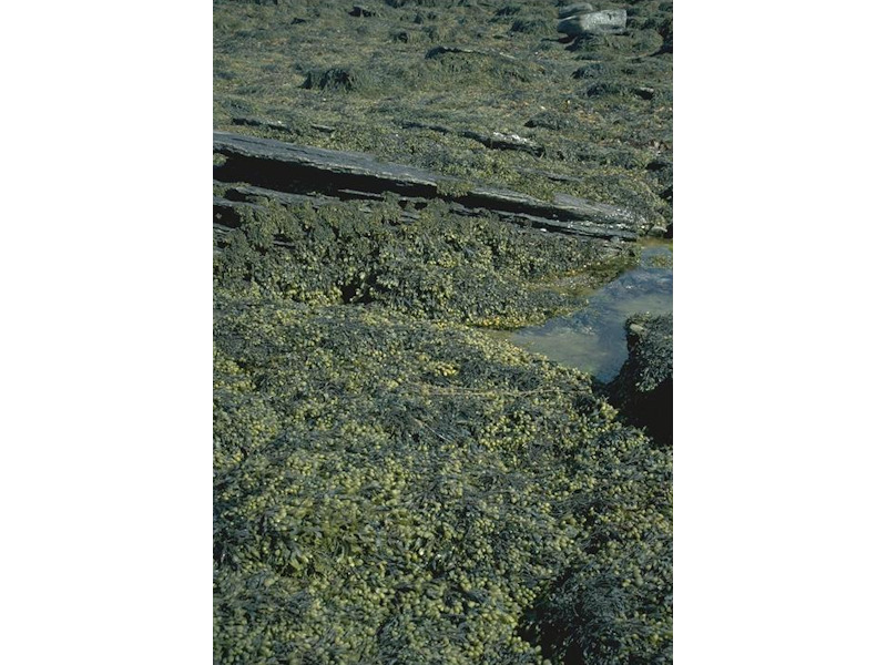 Fucus spiralis on sheltered upper eulittoral rock