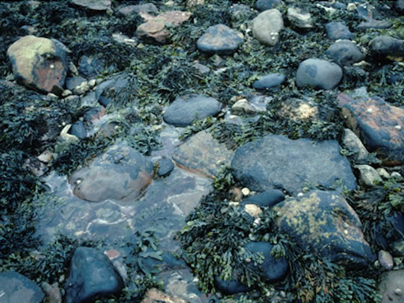 Fucus vesiculosus on mid eulittoral mixed substrata.