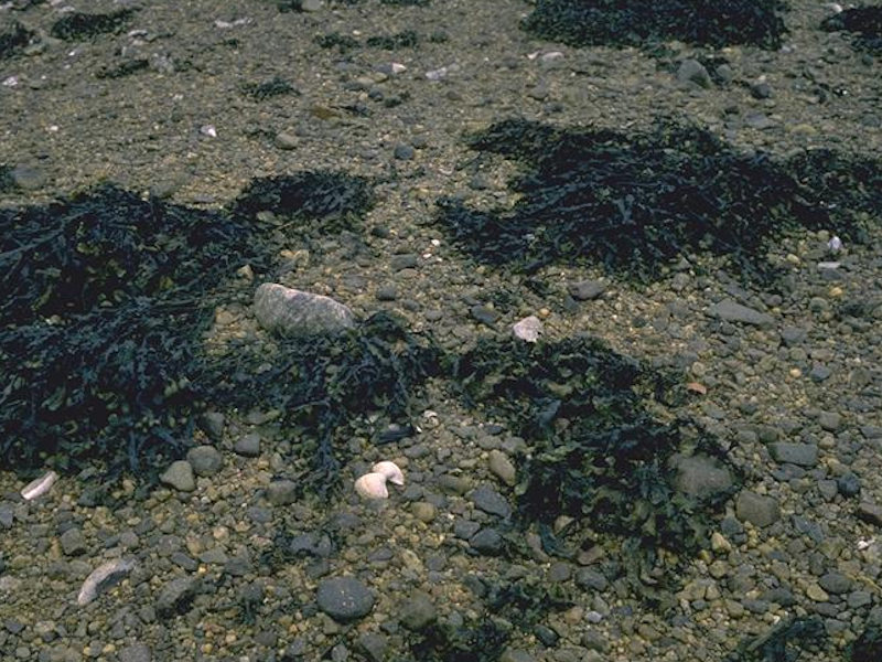 Fucus vesiculosus on mid eulittoral mixed substrata