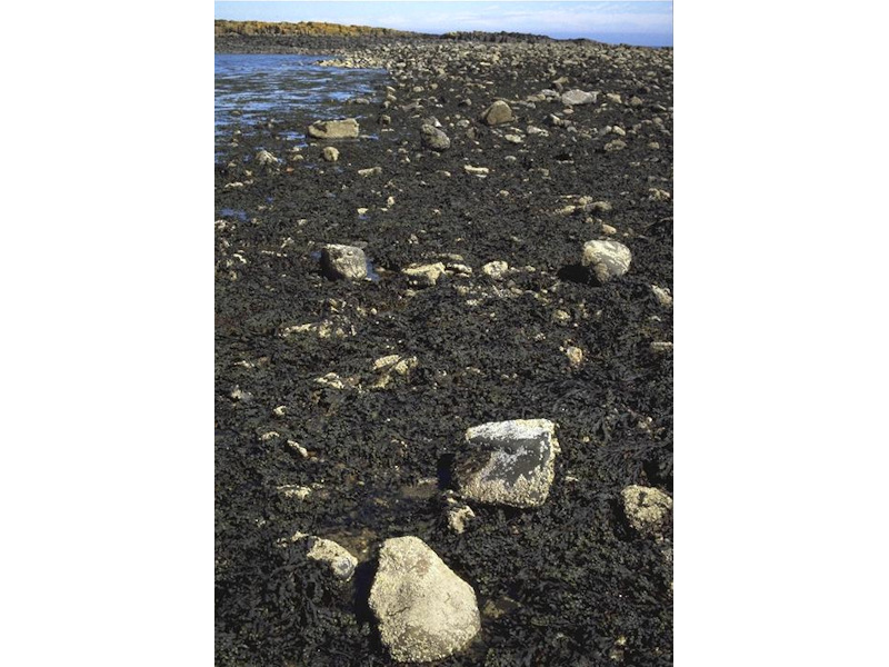 Fucus vesiculosus on moderately exposed to sheltered mid eulittoral rock