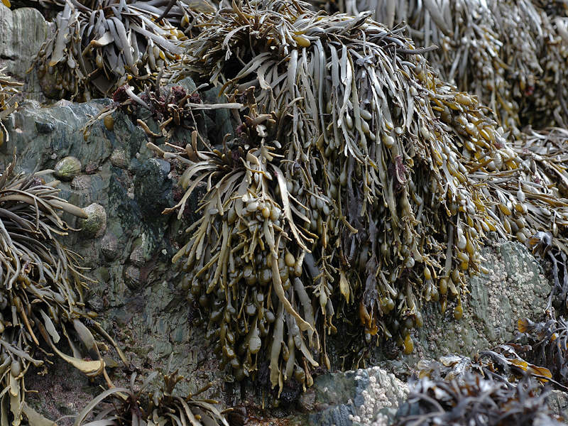 Ascophyllum nodosum on full salinity mid eulittoral rock