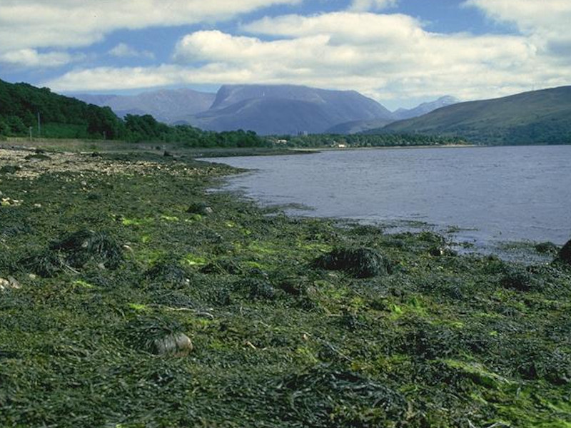 Ascophyllum nodosum on full salinity mid eulittoral mixed substrata