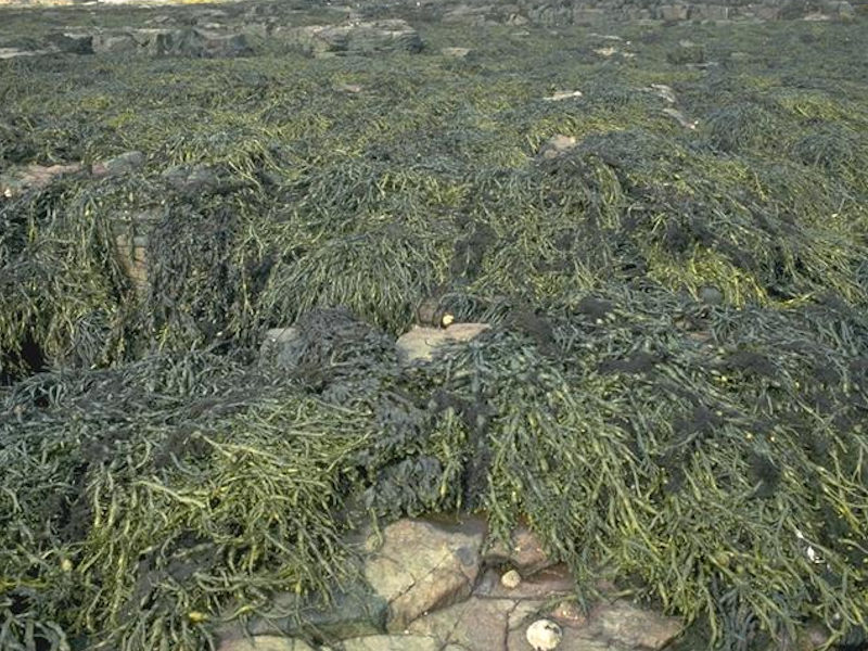 Ascophyllum nodosum on very sheltered mid eulittoral rock