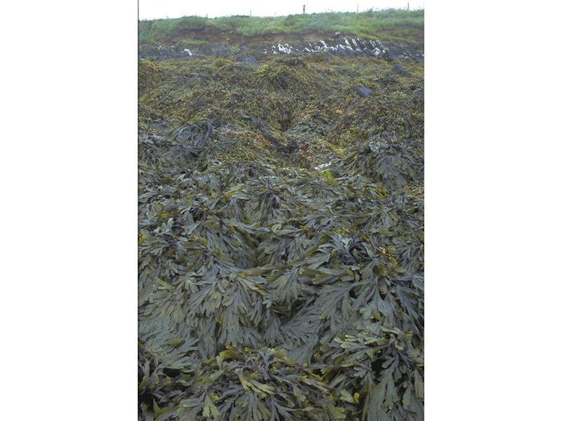 Fucus serratus on full salinity sheltered lower eulittoral rock