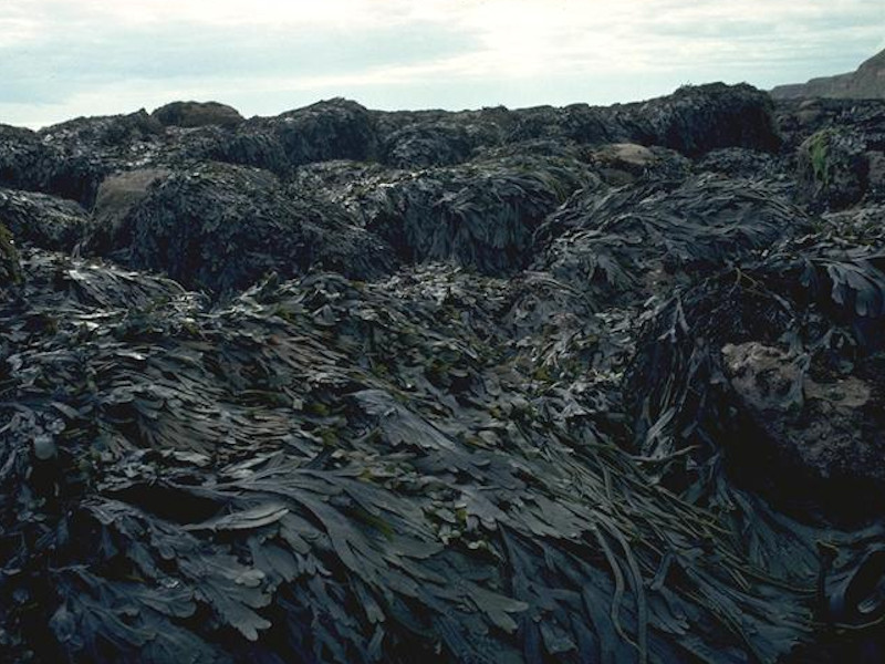 Fucus serratus on sheltered lower eulittoral rock