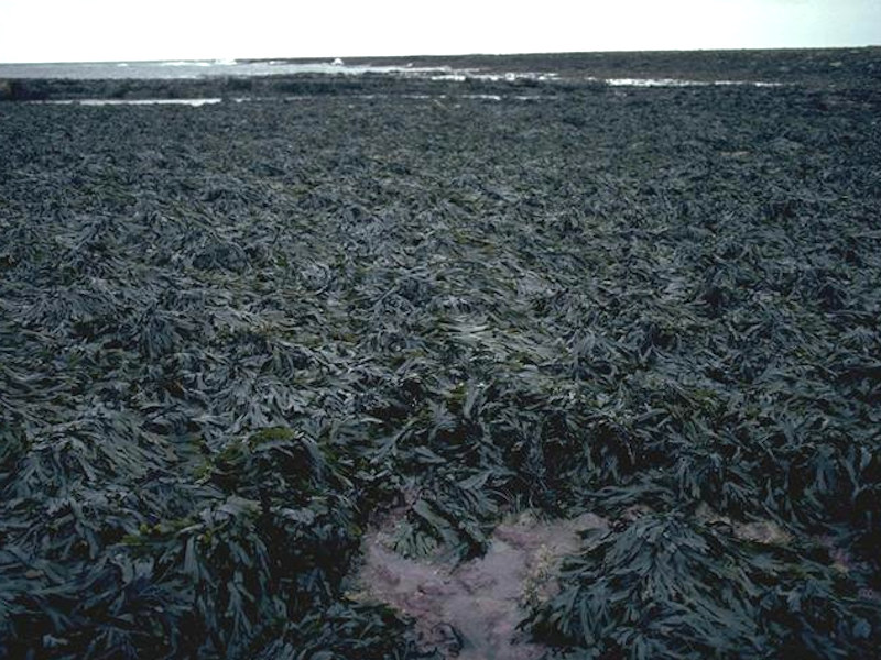 Fucus serratus on sheltered lower eulittoral rock