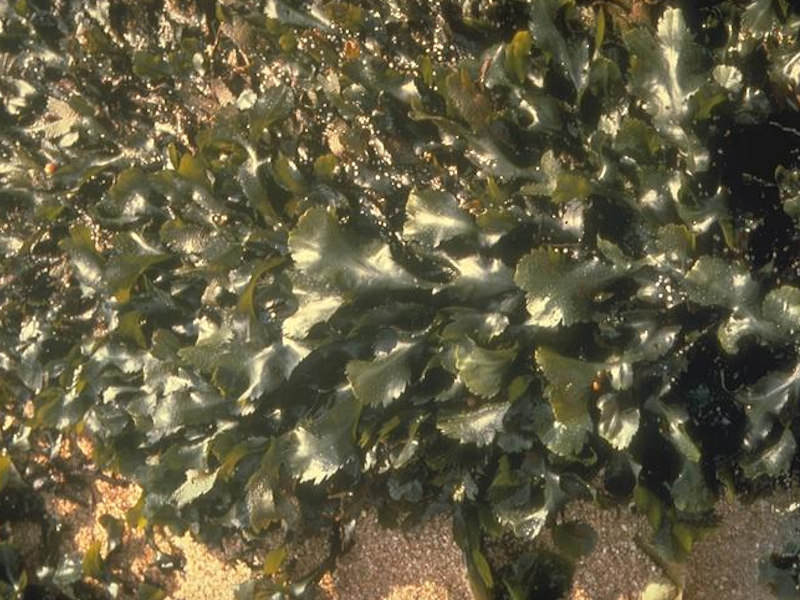 Fucus serratus on sheltered lower eulittoral rock