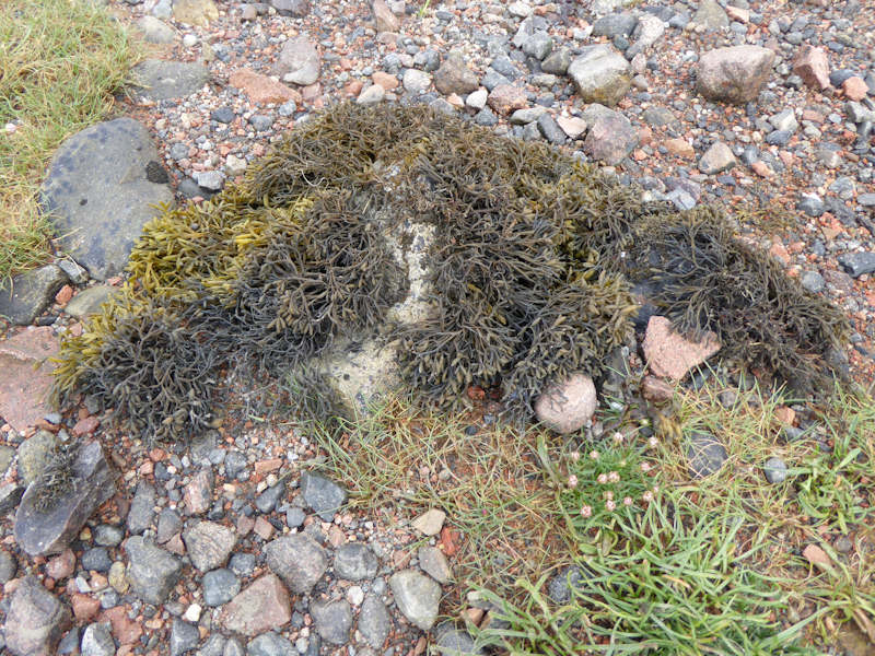 Modal: <em>Pelvetia canaliculata</em> on sheltered variable salinity littoral fringe rock