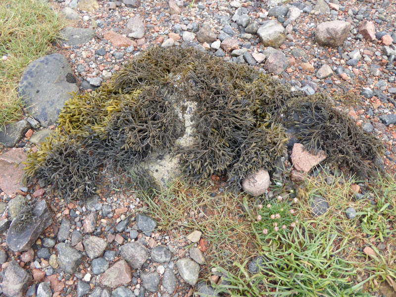 Pelvetia canaliculata on sheltered variable salinity littoral fringe rock