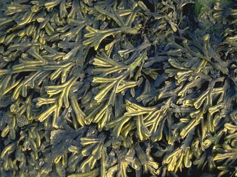 Fucus ceranoides on reduced salinity eulittoral rock