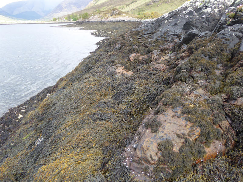 Modal: Low energy littoral rock