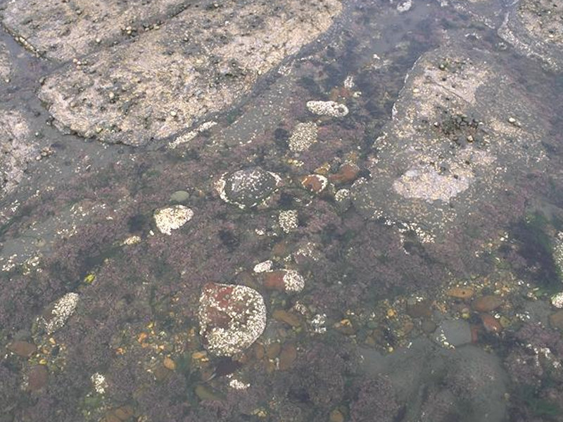 Coralline crusts and Corallina officinalis in shallow eulittoral rockpools