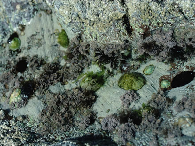 Coralline crusts and Corallina officinalis in shallow eulittoral rockpools.