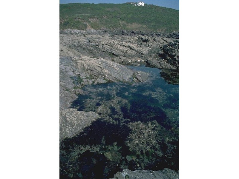 Bifurcaria bifurcata in shallow eulittoral rockpools
