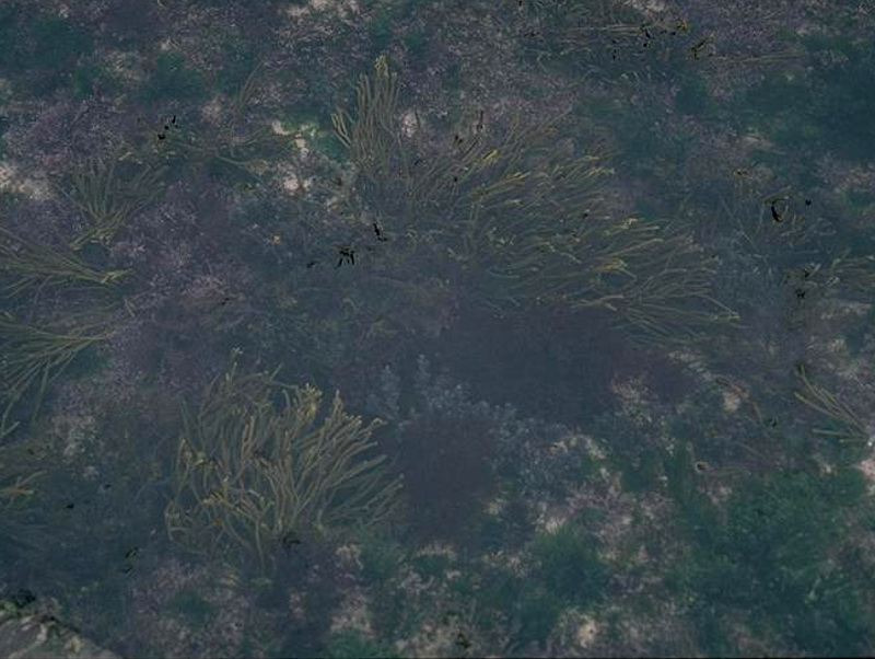 Bifurcaria bifurcata in shallow eulittoral rockpools