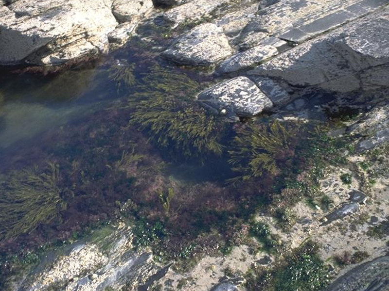 Bifurcaria bifurcata in shallow eulittoral rockpools