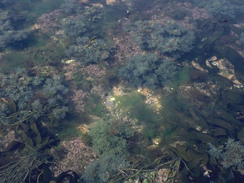 Cystoseira spp. in eulittoral rockpools