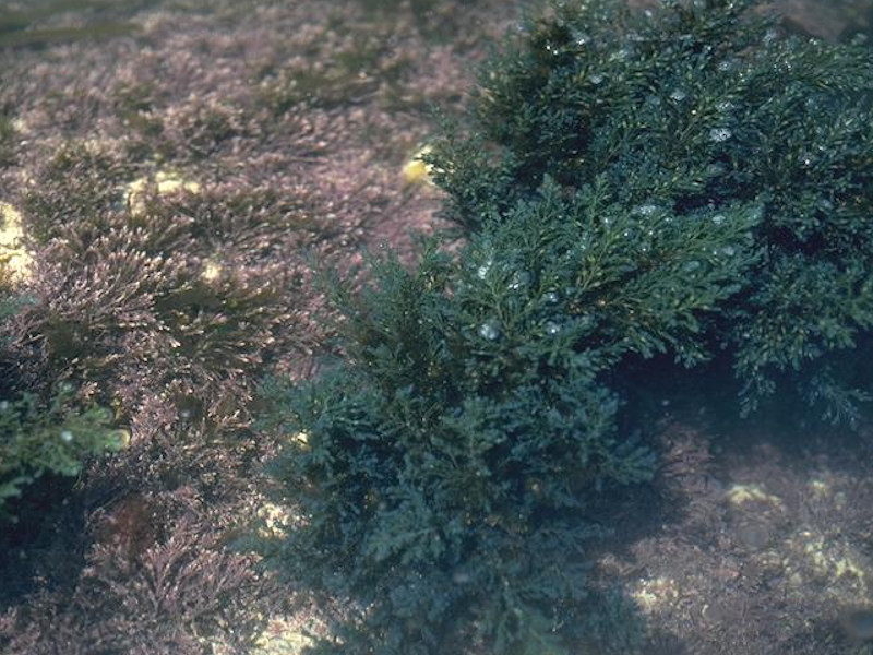 Cystoseira spp. in eulittoral rockpools with Corallina officinalis