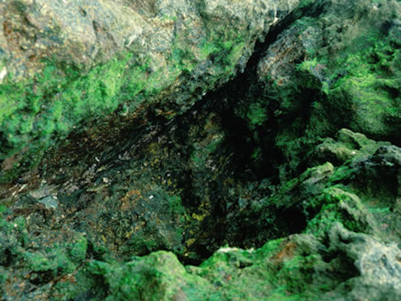 Green algal films on upper and mid-shore cave walls and ceilings