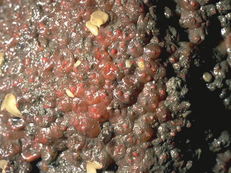 Sponges, shade-tolerant red seaweeds and Dendrodoa grossularia on wave-surged overhanging lower eulittoral bedrock and caves