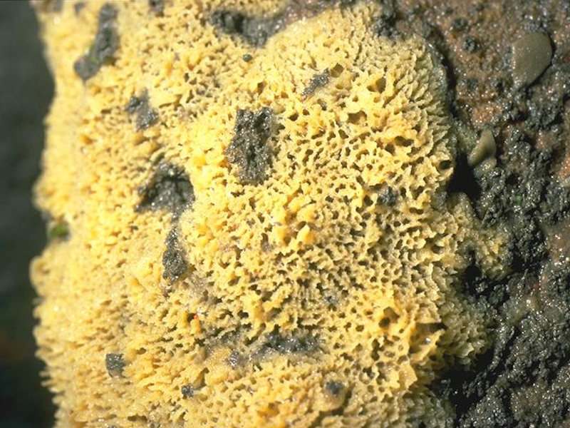 Sponges, bryozoans and ascidians on deeply overhanging lower shore bedrock or caves