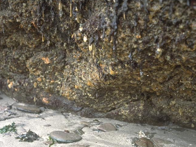 Sponges, bryozoans and ascidians on deeply overhanging lower shore bedrock or caves