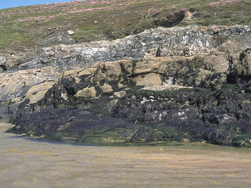 Porphyra purpurea and Enteromorpha spp. on sand-scoured mid or lower eulittoral rock