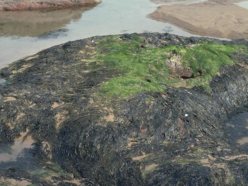 Porphyra purpurea and Enteromorpha spp. on sand-scoured mid or lower eulittoral rock