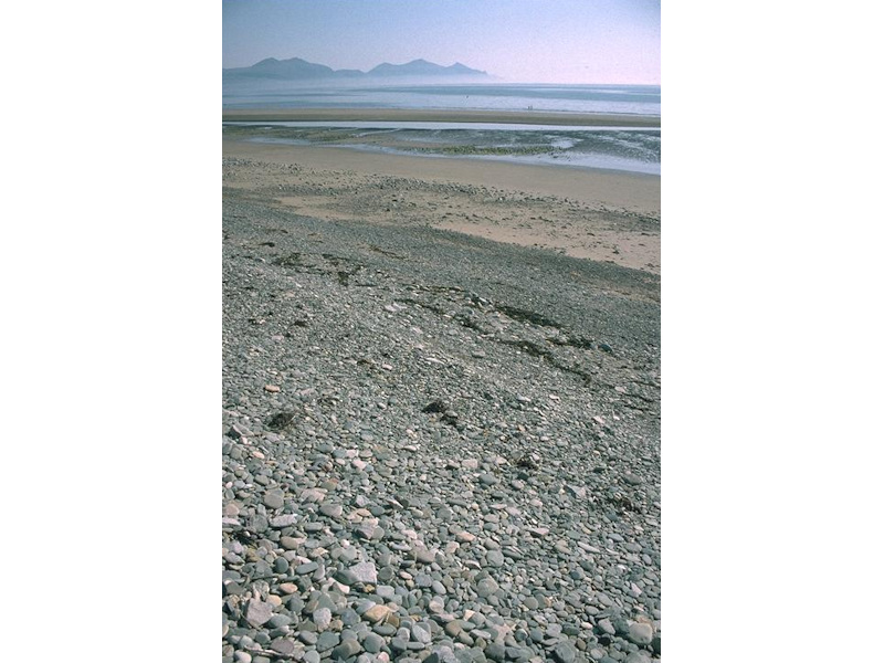 Modal: Barren littoral shingle
