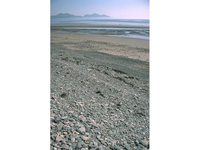 Barren littoral shingle