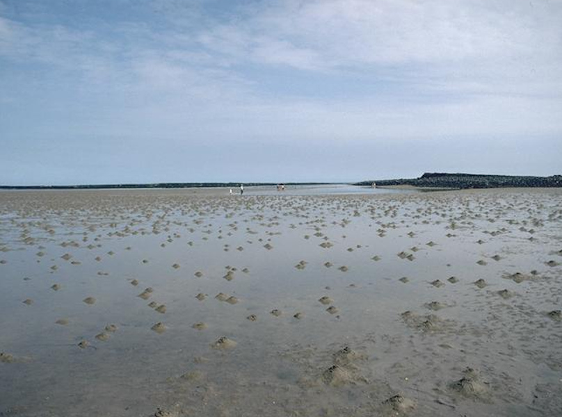 Polychaetes in littoral fine sand