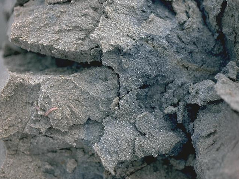 Polychaetes in littoral fine sand