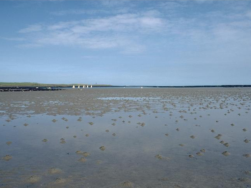 Polychaetes in littoral fine sand