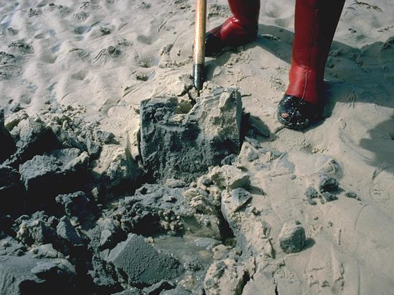 Limecola balthica and Arenicola marina in littoral muddy sand